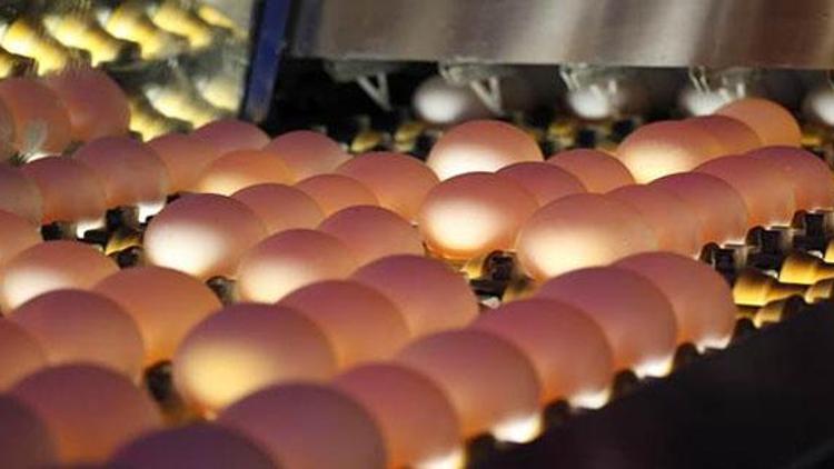 Yumurta ihracatında İran pazarı seneye açılıyor