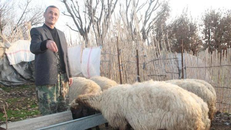 Silopide yayla yasağının kalkması sevindirdi