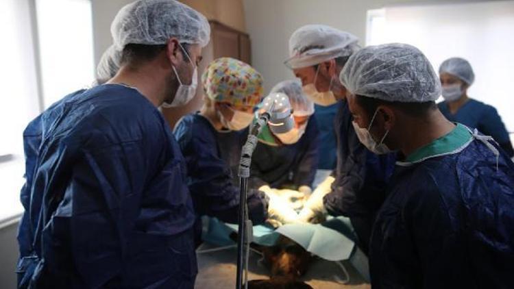 Ankaradan Mardine gelip, hayvanları ameliyat ettiler