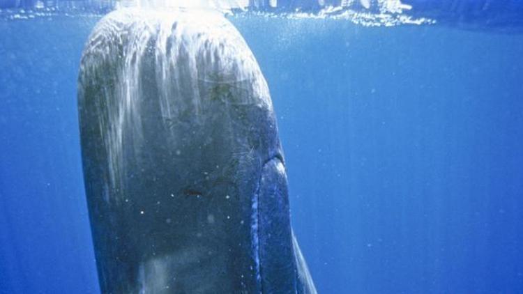Uyuyan devler: Balinalar nasıl uyur