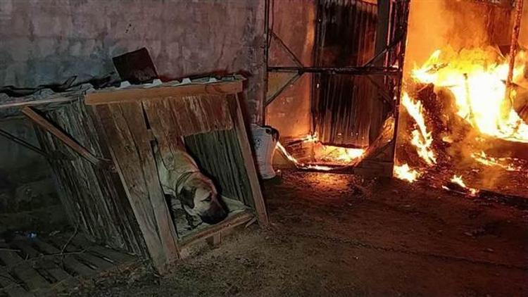 Palet fabrikası alev alev yandı, zincirle bağlı olan köpeği ölümden itfaiye kurtardı