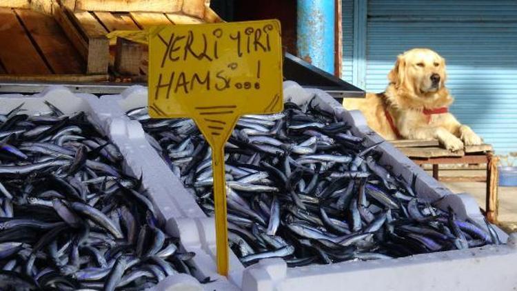 Oscar balık halini kedilerden koruyor