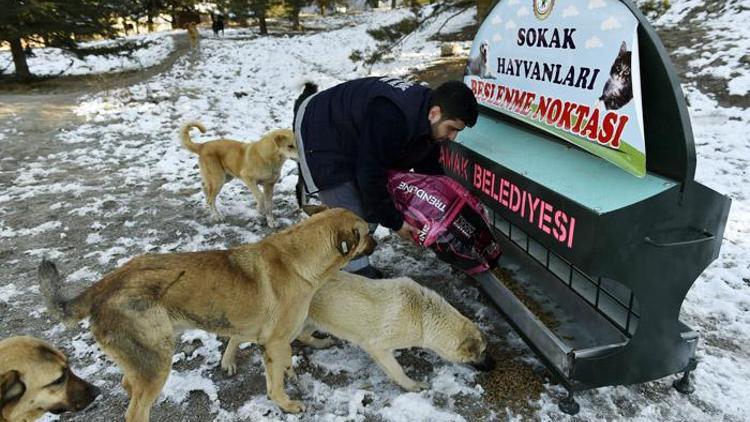 Sevimli dostlara kış bakımı