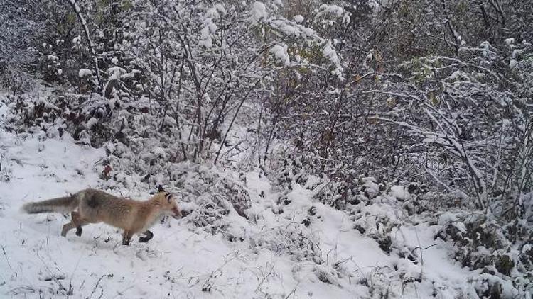 Ardahan’da doğal yaşam ‘fotokapan’la görüntülendi