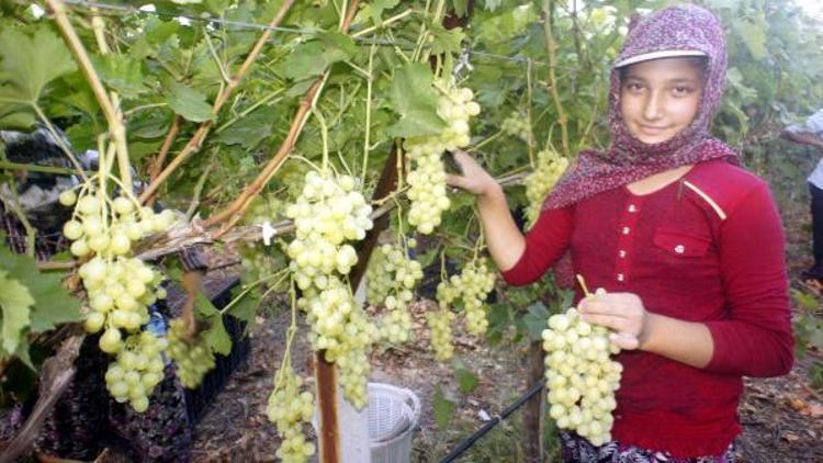 Sultaniye üzümü ihracaatında tarihi rekor