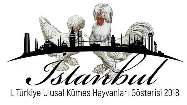Kümes hayvanları İstanbulda yarışacak