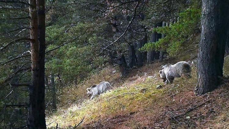 Yaban Hayatı Ekolojisi ve Yönetimi nedir Ne iş yapar