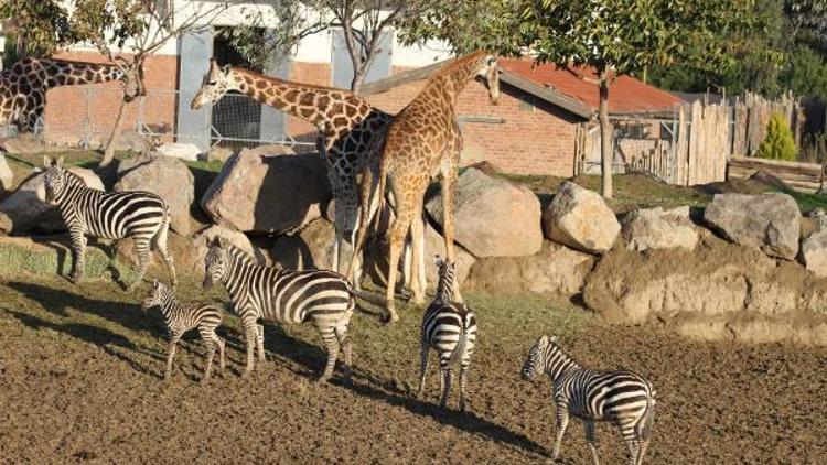 Doğal yaşam parkında yavru zebra ilgi odağı