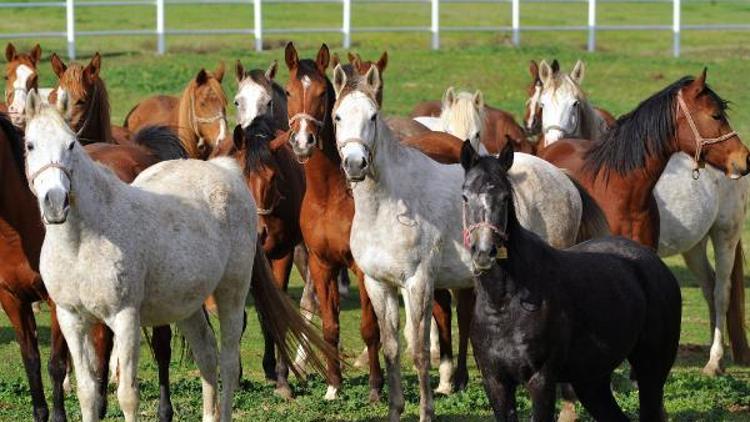 7 kuşak seceresi belli yarış atları, 600 yıldır Bursada yetiştiriliyor