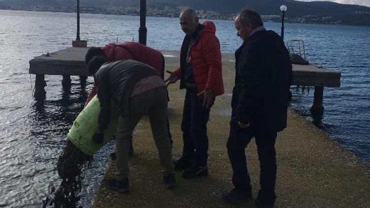 Deniz patlıcanı avlayan 5 kişiye bin 155’er TL ceza