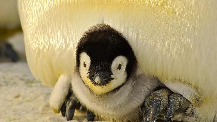 Kanadada üşüyen penguenler kapalı alanlara alındı