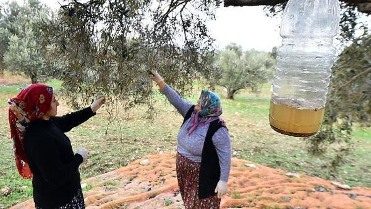 Sinek tuzağa takıldı, rekolte arttı