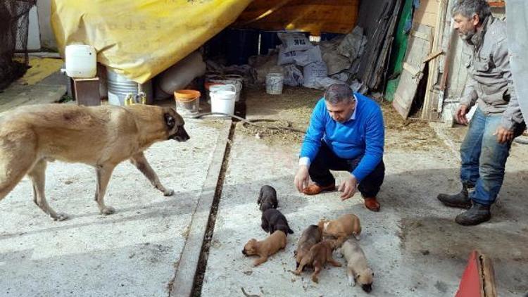 Hayvansever savcı yılın ilk gününde sokak hayvanlarını besledi