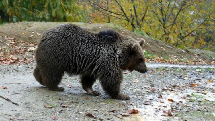 Doğu Karadeniz’de sayıları artan ayılar, kameralı GPS ile takip edilecek