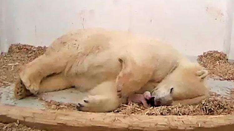 Hayvanat bahçesindeki 26 günlük kutup ayısı öldü