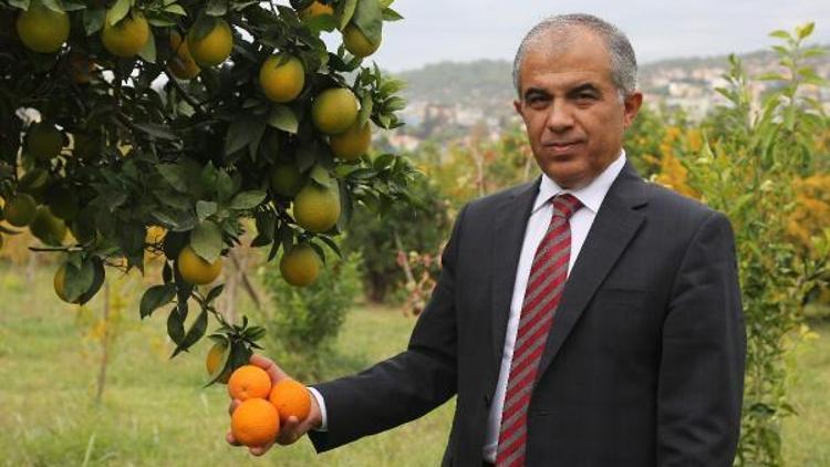 Turunçgillerde ihracat şampiyonu mandalina