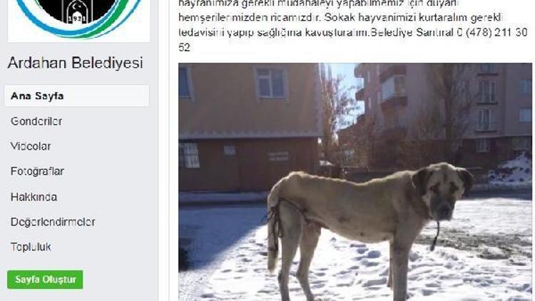 Belediye sokak köpeği için seferber oldu