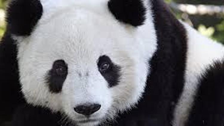 Çinin diplomat pandaları sarayda kalıyor