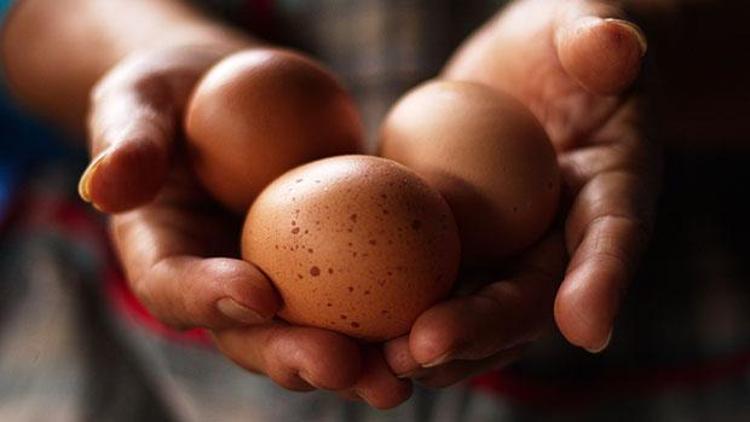 Üniversite organik yumurta hizmeti verecek