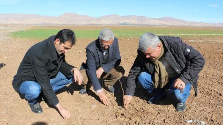 Kuraklık tehlikesi büyüyor, ekilen buğdaylar tarlada çürümeye başladı