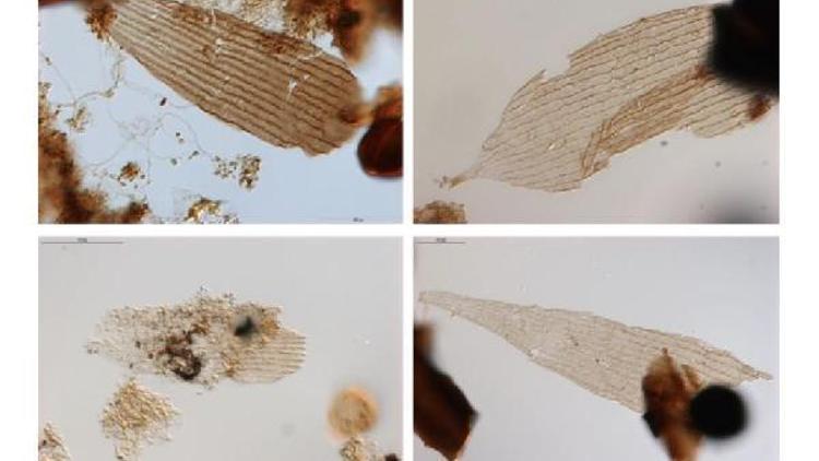 Araştırma: Kelebekler bilinenden 50 milyon yıl önce yaşadı