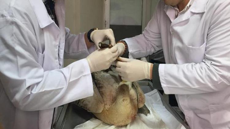 Nesli tükenme tehlikesindeki yaralı ak pelikan tedaviye alındı