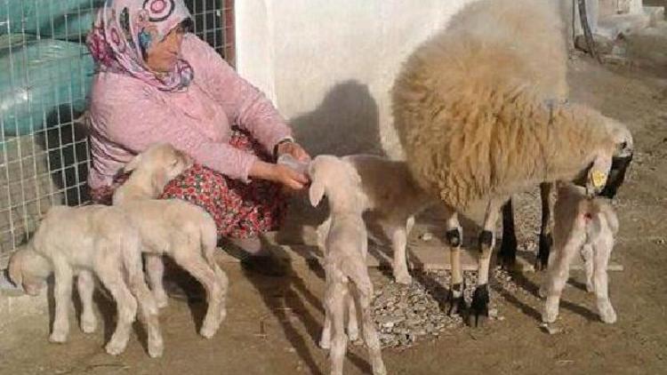 Menekşe adlı koyun, beşiz doğurdu