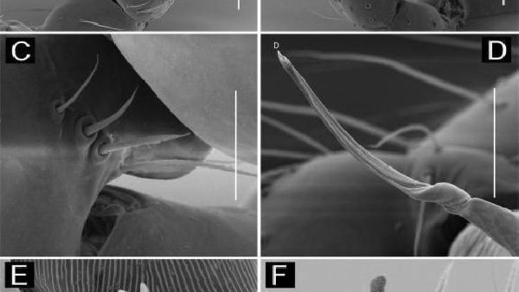 Yeni keşfedilen örümcek türleri kitaplardan esinlenerek adlandırıldı
