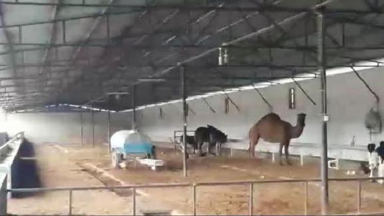 Tefeciler, veterinerin devesine el koymuş, ölen kişinin adına şirket kurmuş