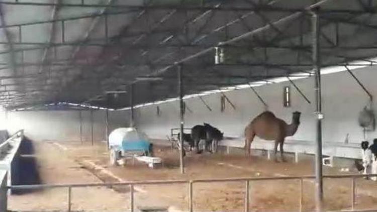 Veterinerin devesine el koyup, ölen kişinin adına şirket kurmuşlar