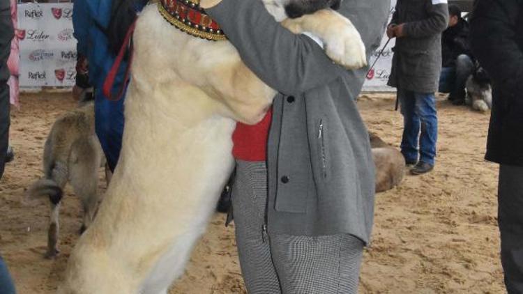 İzmirde köpek ırk standartları yarışması