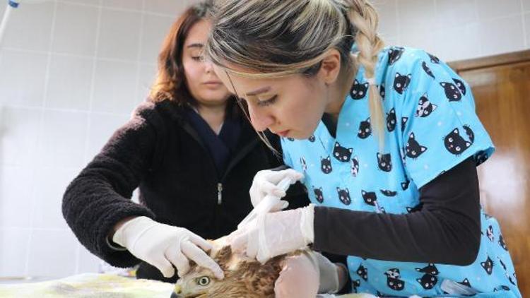 Deltadaki 400 yaban hayvanı ilk yardım ünitesinde tedavi edildi