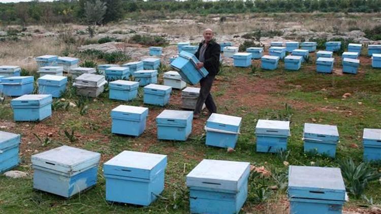 Mersin’de çalınan 778 arı kovanından 300’ü bulundu