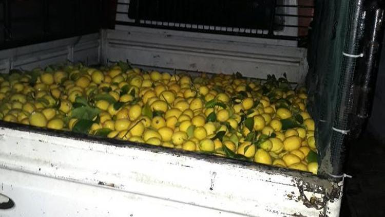 Limon hırsızları yakalandı