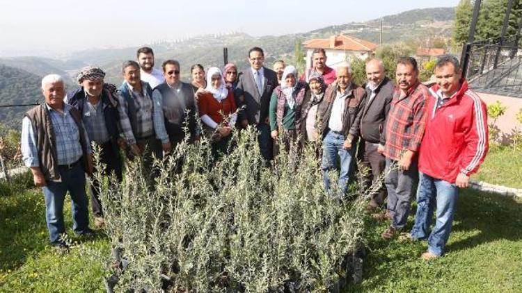 Bornovanın bamya ve üzümü tescilleniyor