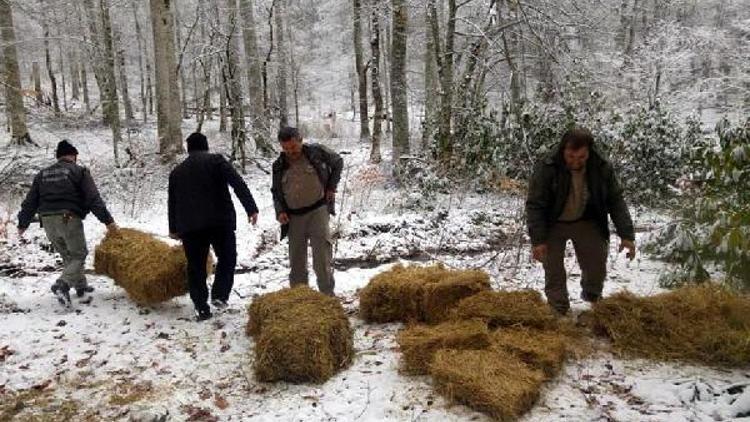 Boluda yaban hayvanları için ormanlık alanlara yem bırakıldı