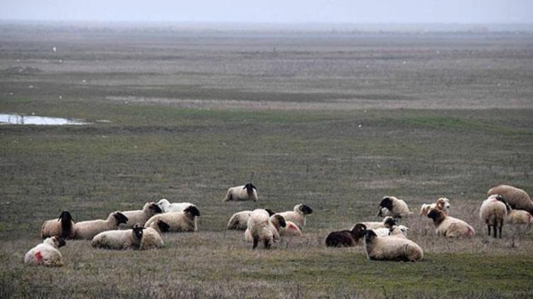 Avrupanın göbeğinde ABDye koyunlarıyla kafa tutan çoban