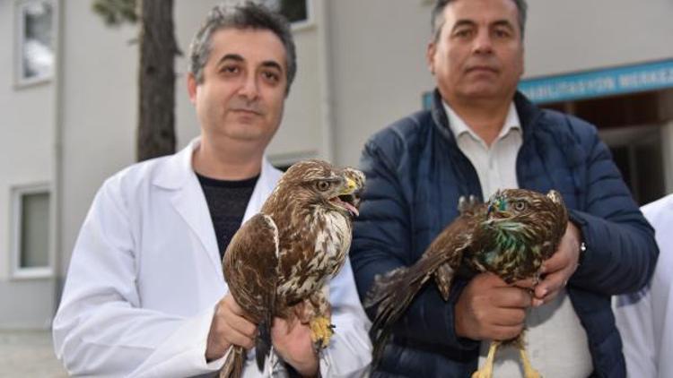 Tedavileri tamamlanan hayvanlar doğaya salındı