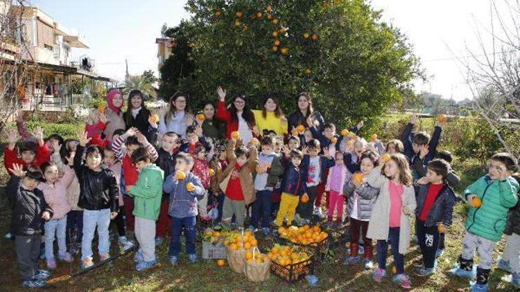 Ekolojik kreş öğrencileri portakal hasadı yaptı