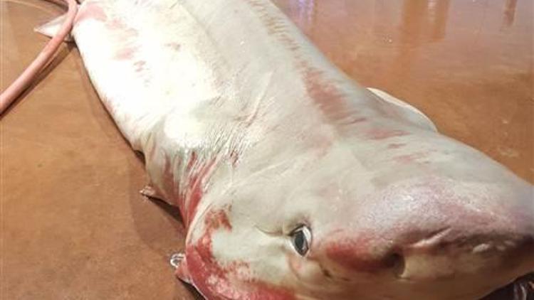 Antalya Körfezi’nde köpekbalığı yakalandı