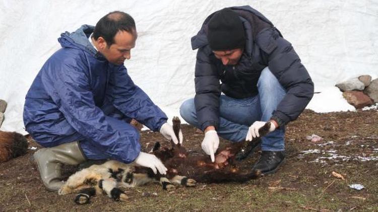 Muşun köyünde çiçek hastalığı karantinası