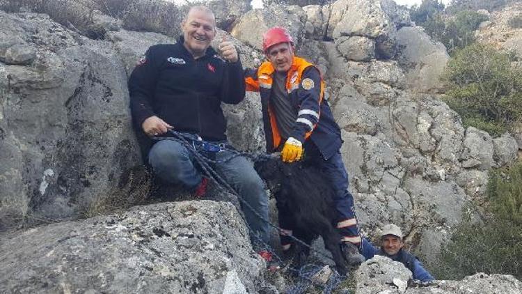 Kayalıkta mahsur kalan keçi 3 saatlik operasyonla kurtarıldı