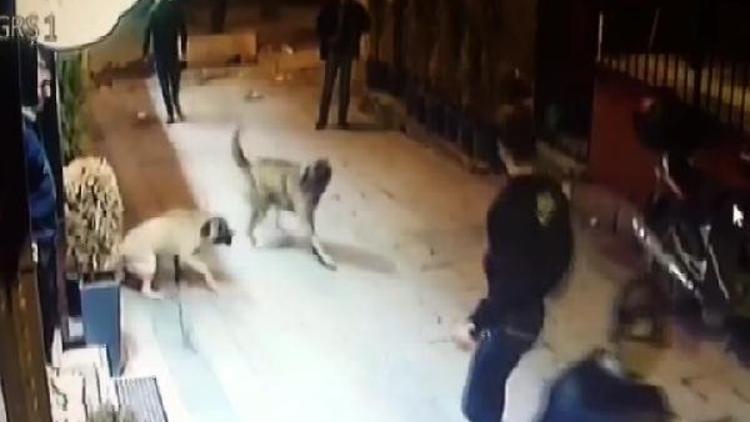 Sokak köpeğine kemerle saldırıp bıçakladılar