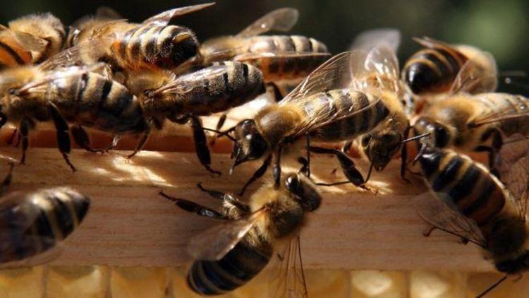 ABDde iki çocuk 500 bin arının ölümüne yol açmaktan gözaltına alındı