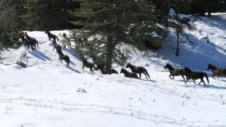 Toroslardaki köyler boşalınca yılkı atları sahipsiz kaldı