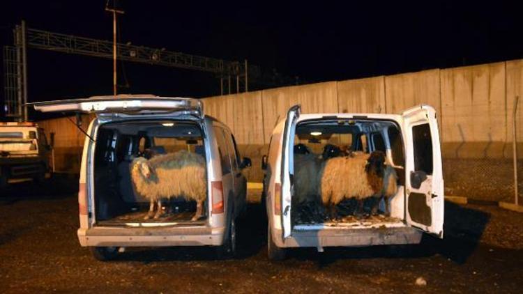 Silvanda koyun çalan hırsızlar Bismilde yakalandı