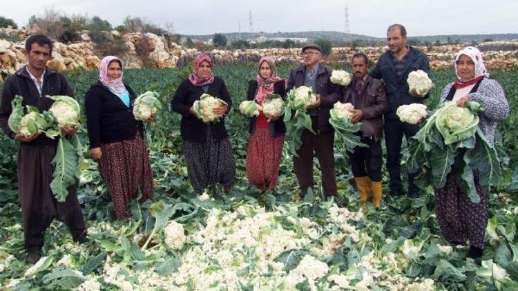 Mersinde karnabahar tarlada kaldı