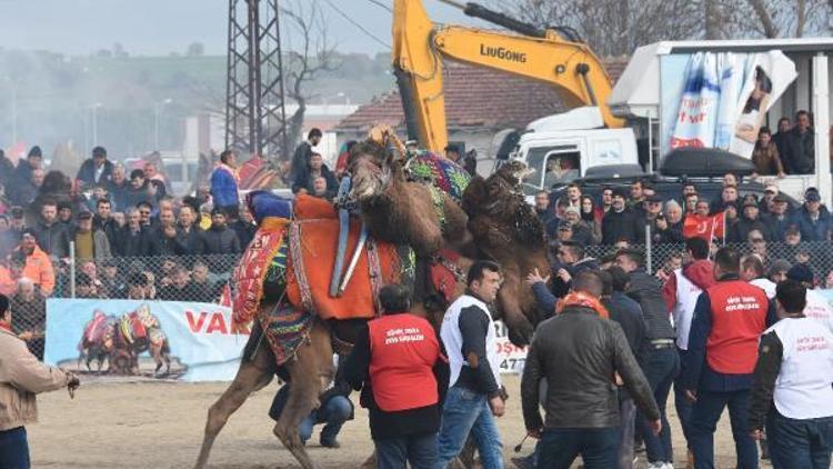 Çanakkale’de deve güreşlerinde büyük çekişme