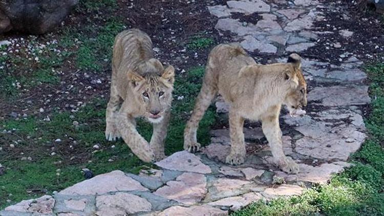 Erdoğana hediye edilen aslanlar kilo almaya başladı