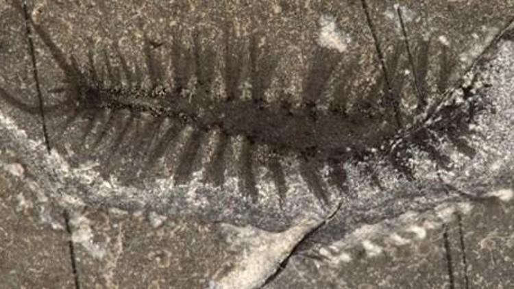 Kanadada 508 milyon yıllık solucan fosilleri bulundu